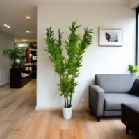 Bamboo-Plant-Large