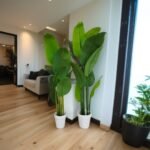 Banana Breeze Plant
