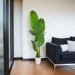 Banana Breeze Plant - Image 2