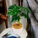 Monstera Artificial Plant in Ceramic Pot