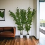 Emerald Bamboo Plant